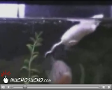 Mouse vs Piranha