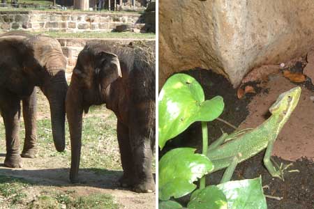 Afrikanischer und indischer Elefant sowie ein Gecko